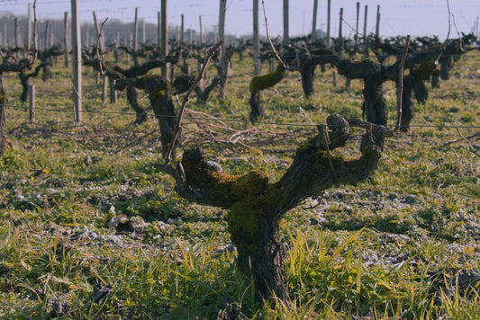 La poda: la decisión más importante que se toma antes de que la vid despierte