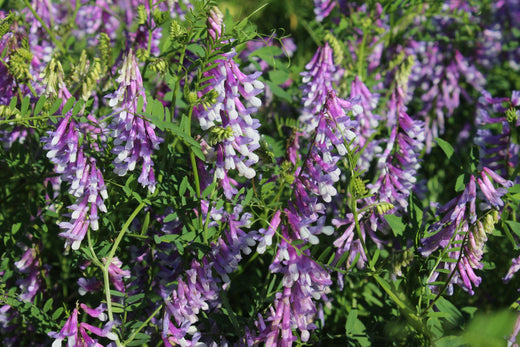 Los Cover Crops (Cultivos de Cobertura) y La Biodiversidad