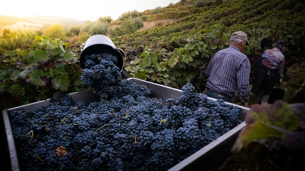 La vendimia: cuando un año entero cabe en una botella