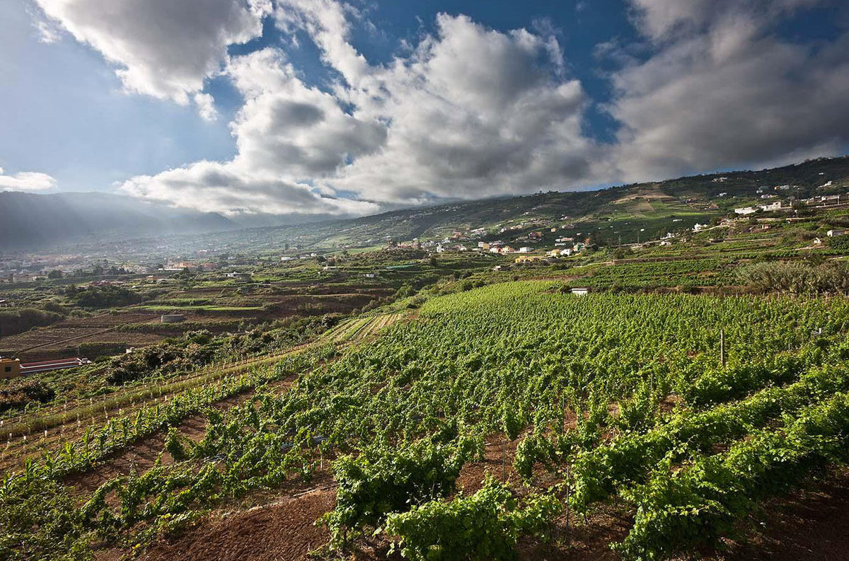 Bodega Los Bermejos