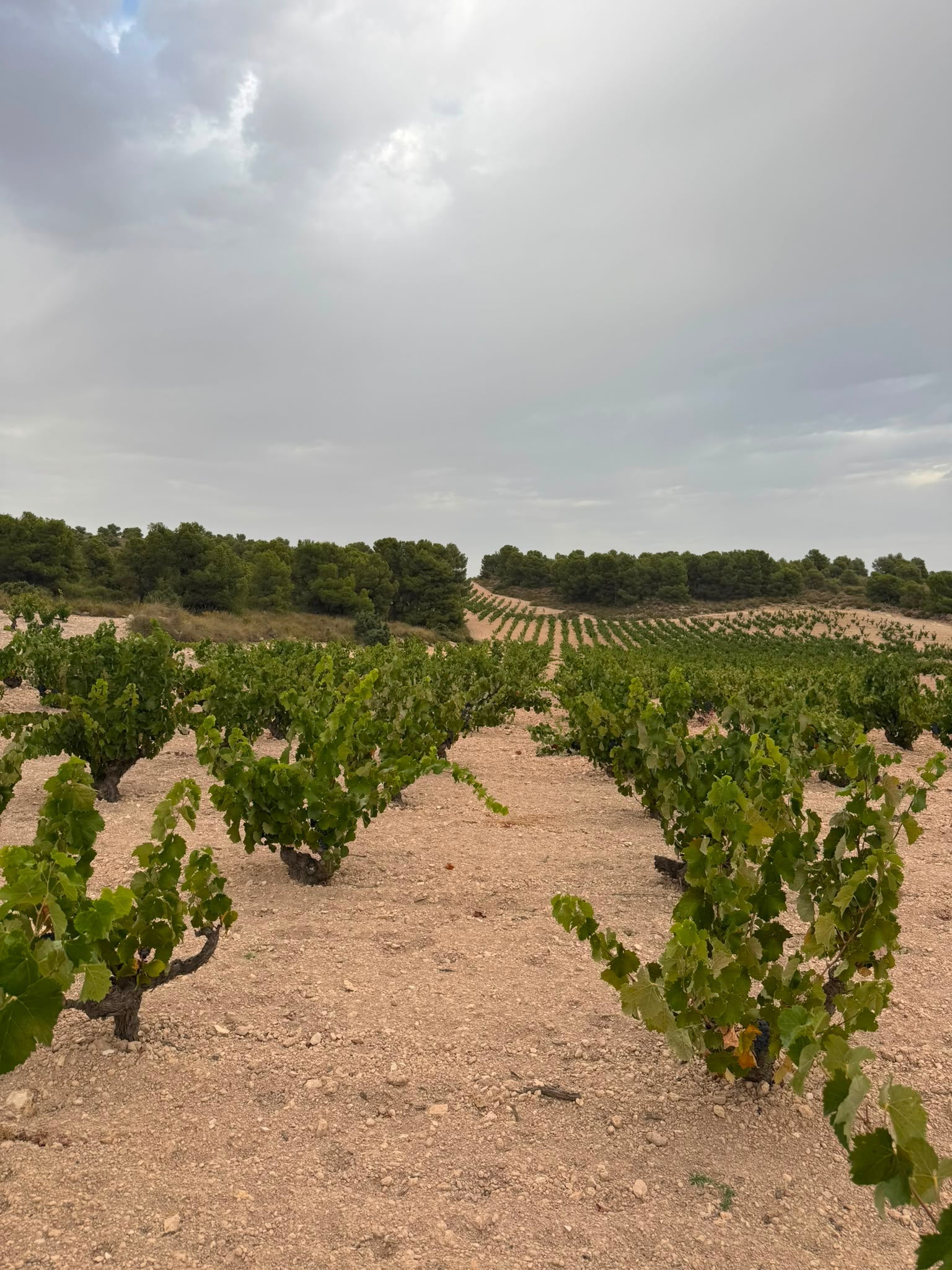 Bodegas Cerrón, Jumilla