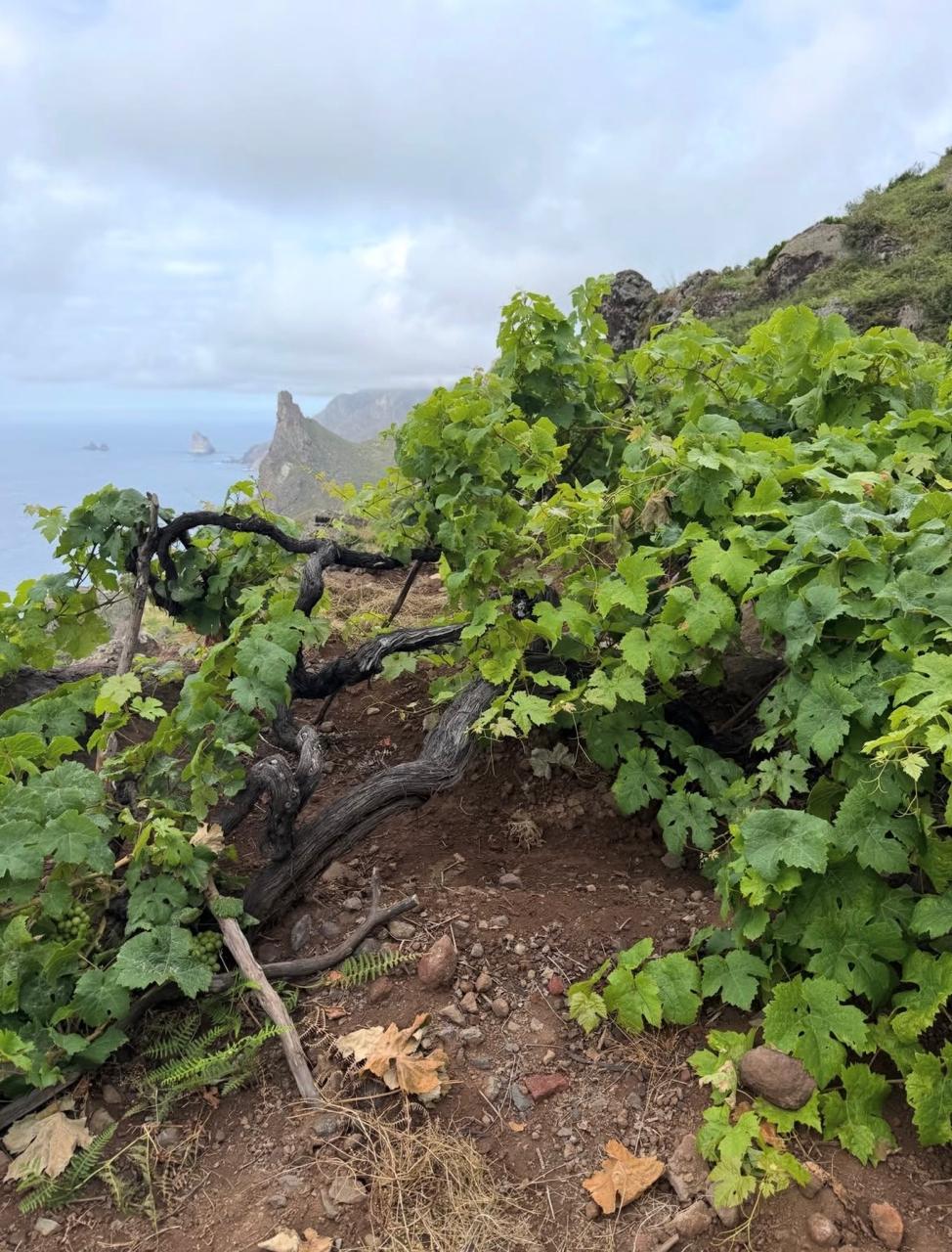 Envínate, Islas Canarias, Ribeira Sacra y Castilla La Mancha